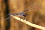 Green Clearwing / Eastern Pondhawk Dragonfly