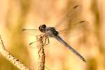 Green Clearwing / Eastern Pondhawk Dragonfly