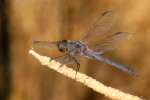 Green Clearwing / Eastern Pondhawk Dragonfly