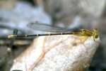 Blue-fronted Dancer Damselfly