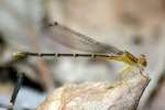 Blue-fronted Dancer Damselfly