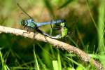 Green Clearwing / Eastern Pondhawk Dragonfly