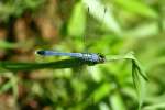 Green Clearwing / Eastern Pondhawk Dragonfly