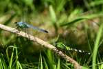 Green Clearwing / Eastern Pondhawk Dragonfly