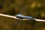 Green Clearwing / Eastern Pondhawk Dragonfly