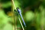 Green Clearwing / Eastern Pondhawk Dragonfly