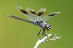 Four-spotted Pennant Dragonfly