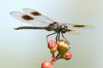 Four-spotted Pennant Dragonfly