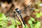 Slaty Skimmer  Dragonfly