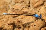 Blue-fronted Dancer Damselfly