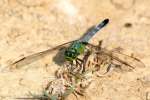 Green Darner Dragonfly