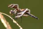 Banded Pennant Dragonfly