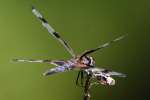 Banded Pennant Dragonfly