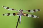 Banded Pennant Dragonfly