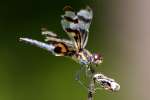 Banded Pennant Dragonfly