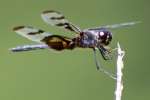 Banded Pennant Dragonfly