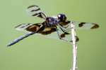 Banded Pennant Dragonfly