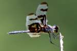 Banded Pennant Dragonfly