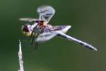 Banded Pennant Dragonfly