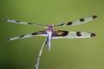 Banded Pennant Dragonfly