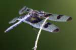 Banded Pennant Dragonfly