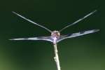 Banded Pennant Dragonfly