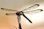 Great Blue Skimmer Dragonfly