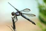 Great Blue Skimmer Dragonfly