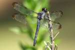 Great Blue Skimmer Dragonfly