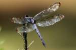 Great Blue Skimmer Dragonfly