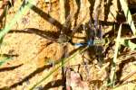Green Darner Dragonfly