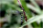 Green Clearwing / Eastern Pondhawk Dragonfly