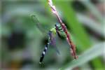 Green Clearwing / Eastern Pondhawk Dragonfly
