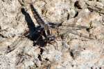 Blue Corporal Dragonfly