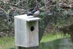 Wood Ducks