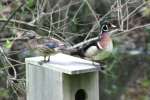 Wood Ducks