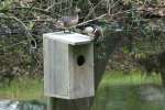 Wood Ducks