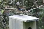 Wood Ducks