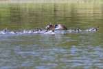 Wood Ducks