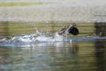 Wood Ducks