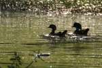 Wood Ducks