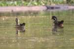 Wood Ducks