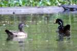 Wood Ducks