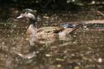 Wood Ducks