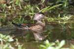 Wood Ducks