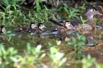 Wood Ducks