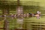 Wood Ducks