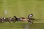 Wood Ducks