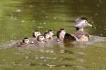 Wood Ducks