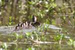 Wood Ducks